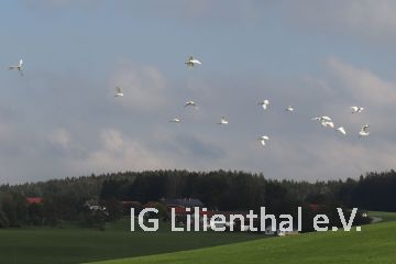 Reiher Reiher