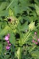 Kohldistel Kohldistel
