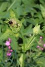 Kohldistel Kohldistel