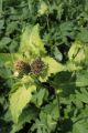 Kohldistel Kohldistel