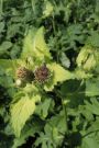 Kohldistel Kohldistel