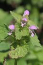Purpurrote Taubnessel Purpurrote Taubnessel
