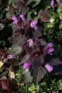 Purpurrote Taubnessel Purpurrote Taubnessel