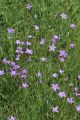Wiesen-Glockenblume Wiesen-Glockenblume