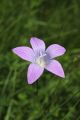 Wiesen-Glockenblume  Wiesen-Glockenblume
