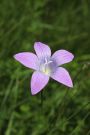 Wiesen-Glockenblume Wiesen-Glockenblume
