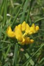 Wiesenplatterbse Wiesenplatterbse