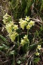 Wiesen-Schlüsselblume Wiesen-Schlüsselblume