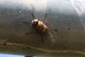 Schmeißfliege Schmeißfliege
