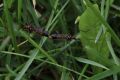 Schnake Schnake