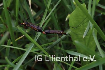 Schnake Schnake