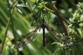 Schnake Schnake