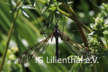 Schnake Schnake