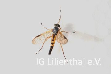Schwarzfüßige Schnepfenfliege Schwarzfüßige Schnepfenfliege