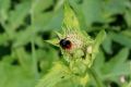 Steinhummel Steinhummel