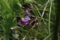 Waldhummel Waldhummel